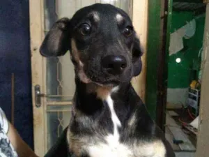 Cachorro raça Vira lata idade 2 a 6 meses nome Sem nome