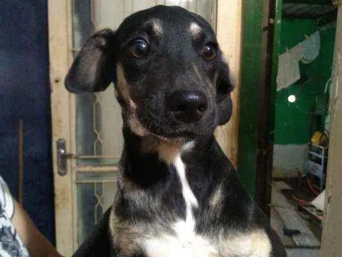 Cachorro ra a Vira lata idade 2 a 6 meses nome Sem nome