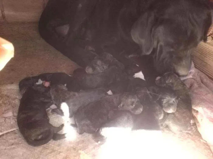 Cachorro ra a Fila com rotwailler idade Abaixo de 2 meses nome Sem nome