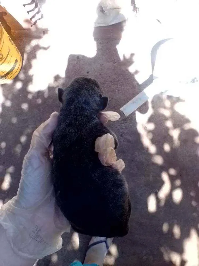 Cachorro ra a Fila com rotwailler idade Abaixo de 2 meses nome Sem nome
