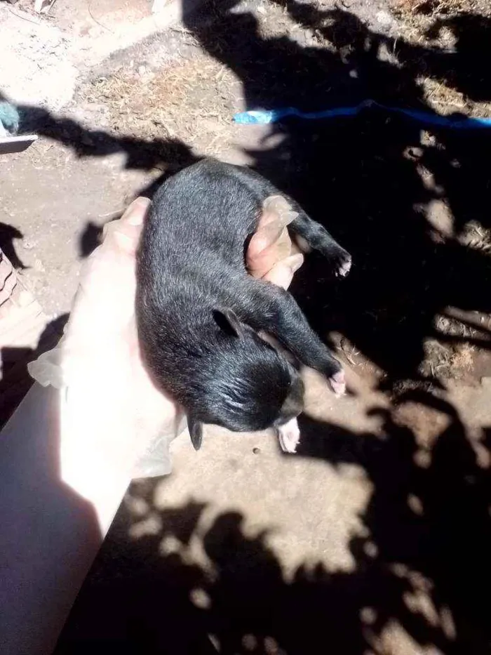 Cachorro ra a Fila com rotwailler idade Abaixo de 2 meses nome Sem nome