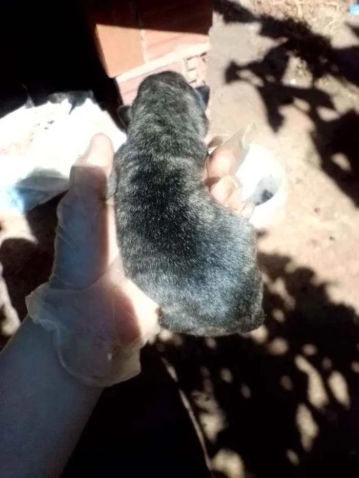 Cachorro ra a Fila com rotwailler idade Abaixo de 2 meses nome Sem nome
