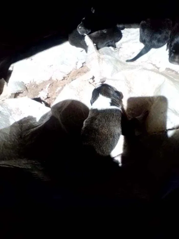 Cachorro ra a Fila com rotwailler idade Abaixo de 2 meses nome Sem nome