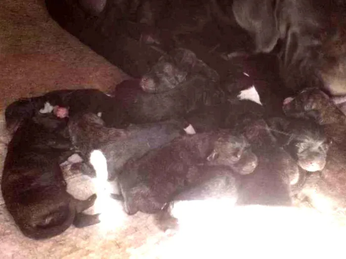 Cachorro ra a Fila com rotwailler idade Abaixo de 2 meses nome Sem nome