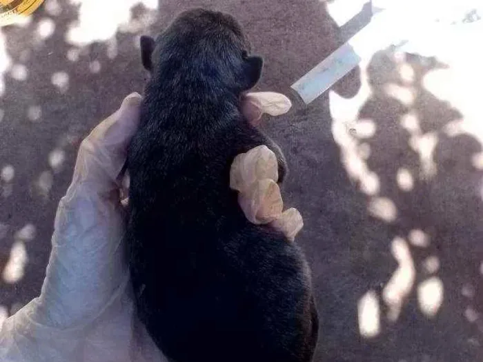 Cachorro ra a Fila com rotwailler idade Abaixo de 2 meses nome Sem nome