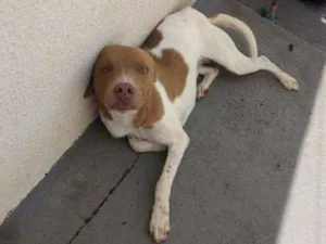 Cachorro raça Vira-lata  idade 2 anos nome Romeu