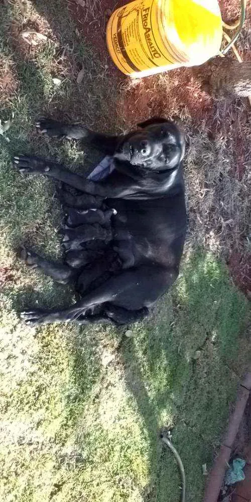 Cachorro ra a Fila com rotwailler idade Abaixo de 2 meses nome Sem nome