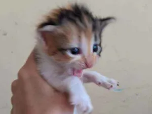 Gato raça .. idade 2 a 6 meses nome ..