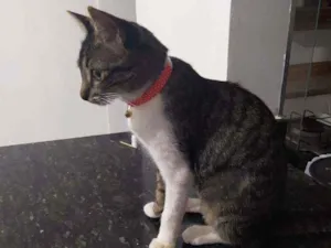 Gato raça SRD idade 7 a 11 meses nome Xaninha