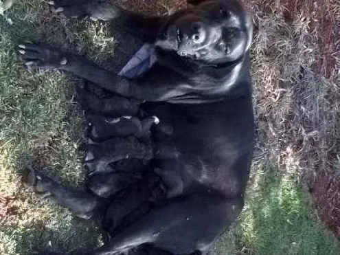 Cachorro ra a Fila com rotwailler idade Abaixo de 2 meses nome Sem nome
