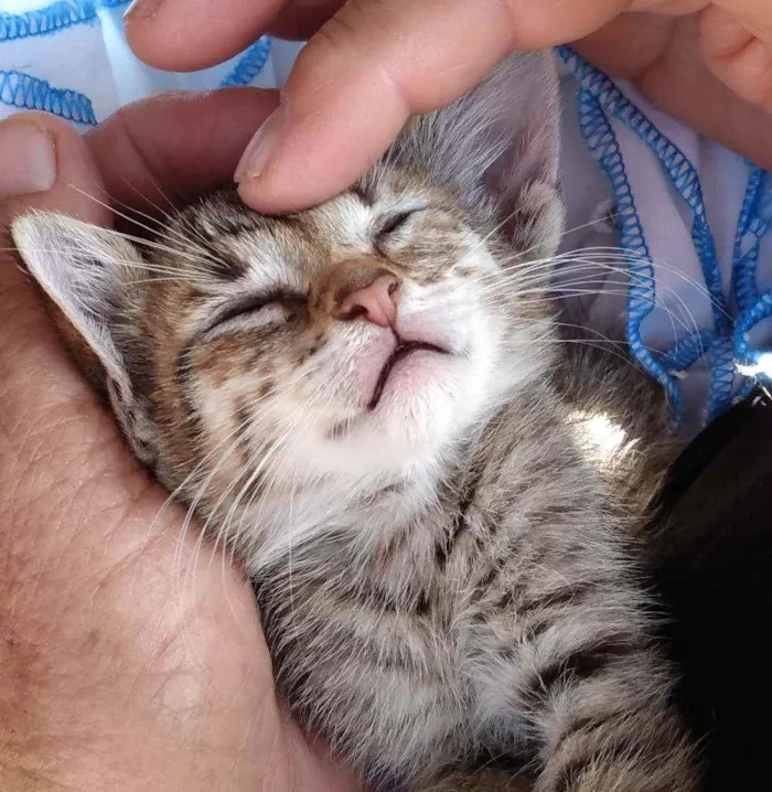 Gato ra a SRD  idade Abaixo de 2 meses nome Sem nome