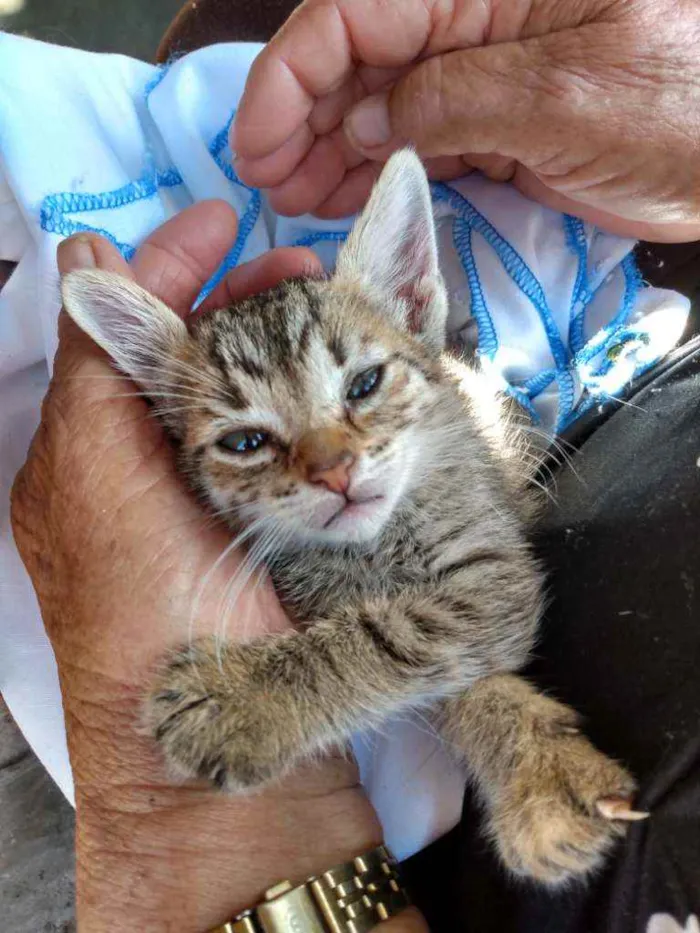 Gato ra a SRD  idade Abaixo de 2 meses nome Sem nome