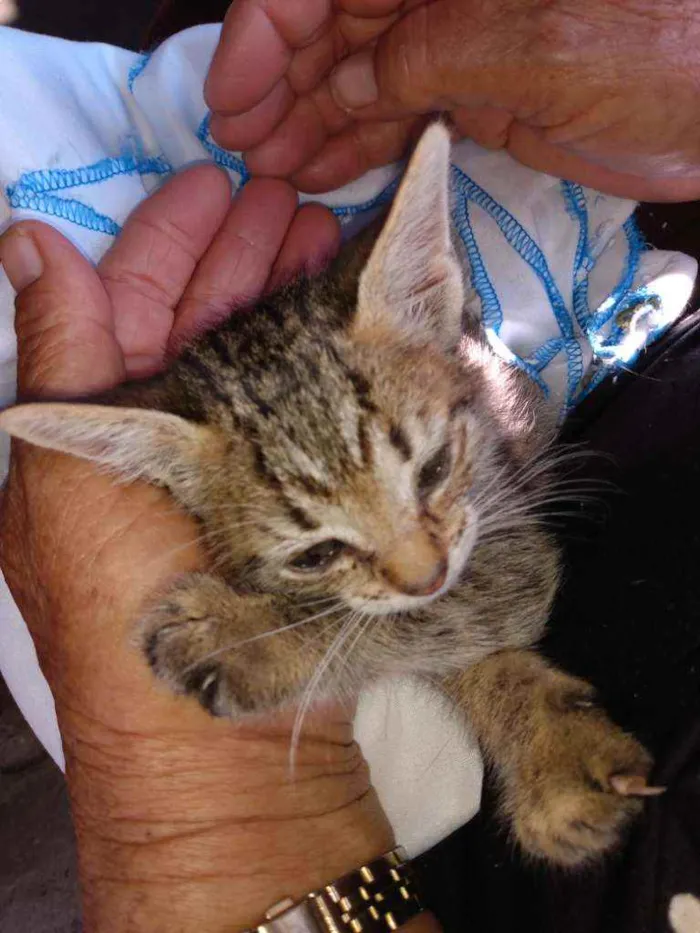 Gato ra a SRD  idade Abaixo de 2 meses nome Sem nome