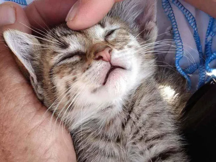 Gato ra a SRD  idade Abaixo de 2 meses nome Sem nome