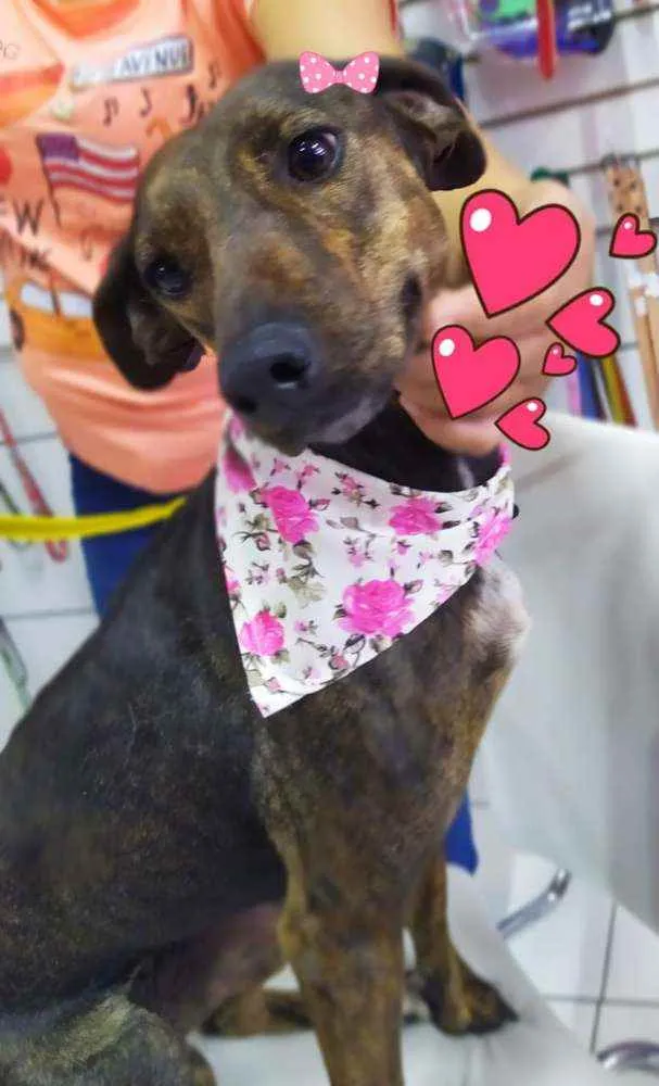 Cachorro ra a Srd idade 1 ano nome Kika