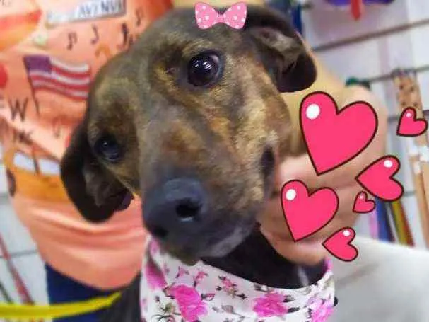 Cachorro ra a Srd idade 1 ano nome Kika