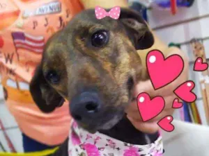 Cachorro raça Srd idade 1 ano nome Kika