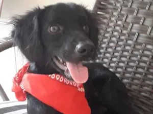 Cachorro raça srd idade 1 ano nome Bob