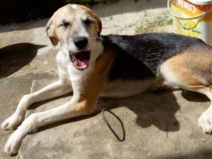 Cachorro raça R.N.D idade 2 a 6 meses nome yang