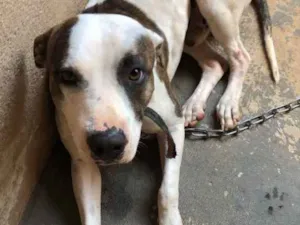 Cachorro raça Pitbull  idade 2 a 6 meses nome Zeus