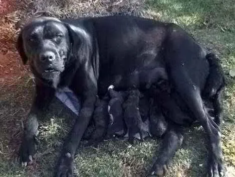 Cachorro ra a Fila com rotwailler idade Abaixo de 2 meses nome Sem nome