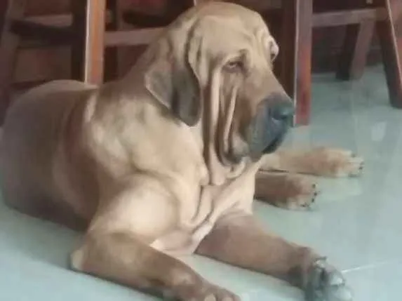 Cachorro ra a Fila Brasileiro idade 4 anos nome Calaf