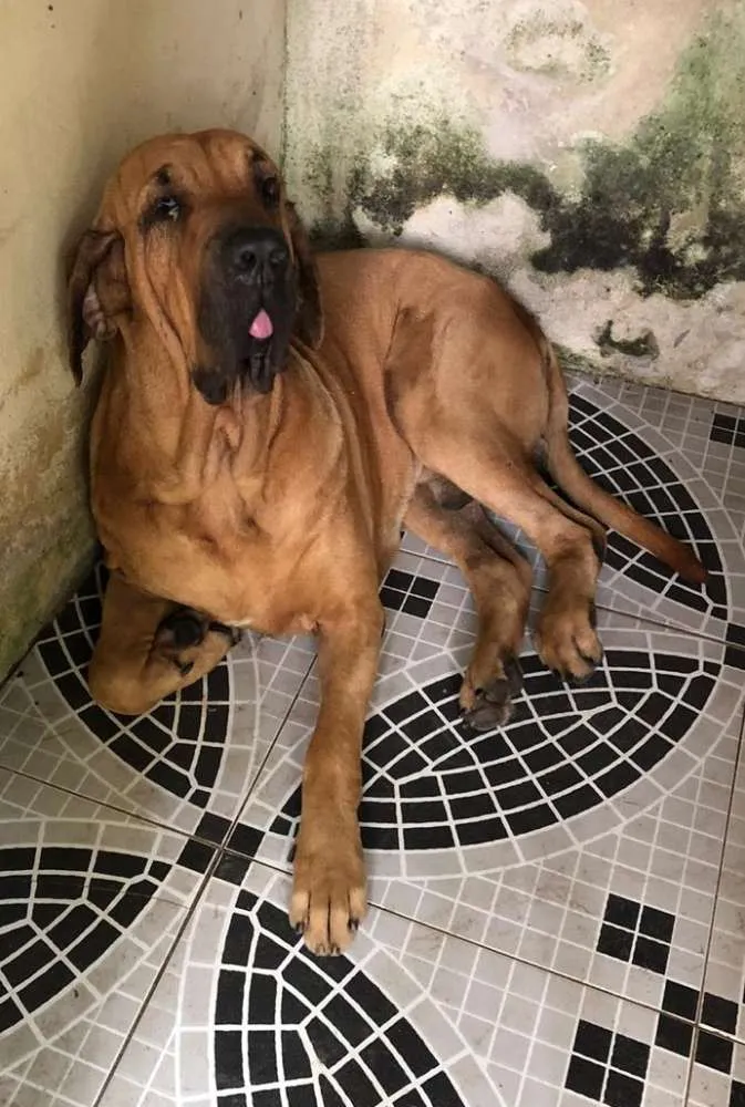 Cachorro ra a Fila Brasileiro idade 4 anos nome Calaf