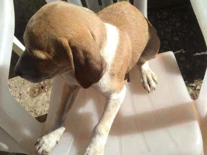 Cachorro raça Vira lata idade 2 a 6 meses nome Estão sem nome 