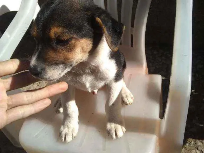 Cachorro raça Vira lata idade 2 a 6 meses nome Estão sem nome 