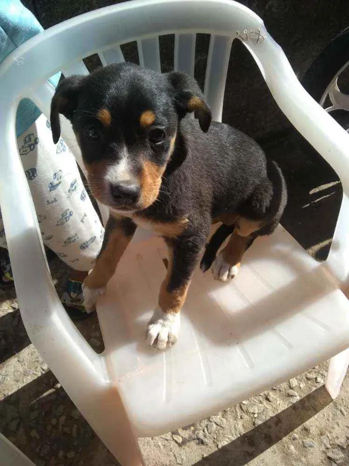 Cachorro raça Vira lata idade 2 a 6 meses nome Estão sem nome 