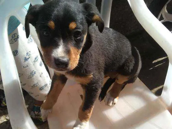 Cachorro raça Vira lata idade 2 a 6 meses nome Estão sem nome 