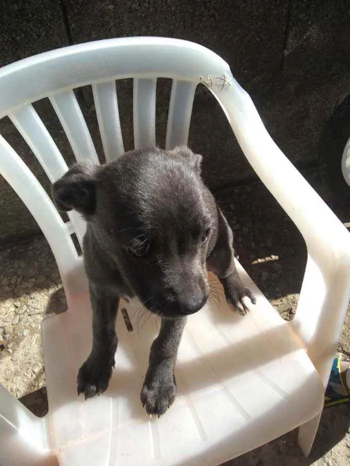 Cachorro raça Vira lata idade 2 a 6 meses nome Estão sem nome 