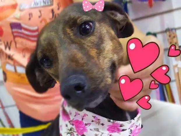 Cachorro ra a Srd idade 1 ano nome Tigresa