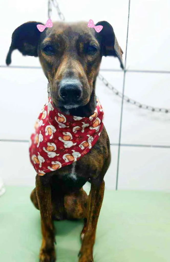 Cachorro ra a Srd idade 1 ano nome Tigresa