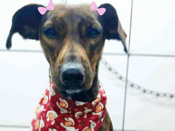Cachorro ra a Srd idade 1 ano nome Tigresa