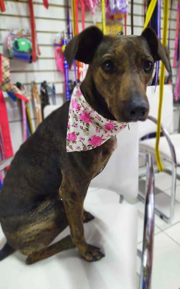 Cachorro ra a Srd idade 1 ano nome Tigresa