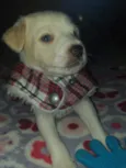 Ross