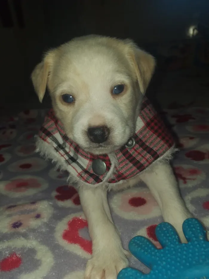 Cachorro ra a Srd idade Abaixo de 2 meses nome Ross