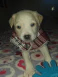 Ross