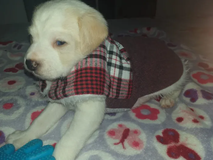 Cachorro ra a Srd idade Abaixo de 2 meses nome Ross