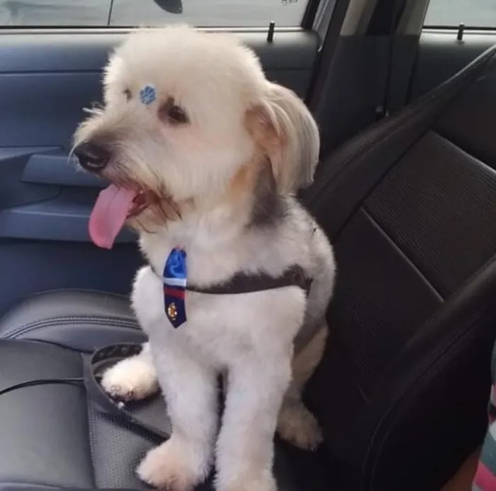 Cachorro ra a Misturado idade 3 anos nome Otho
