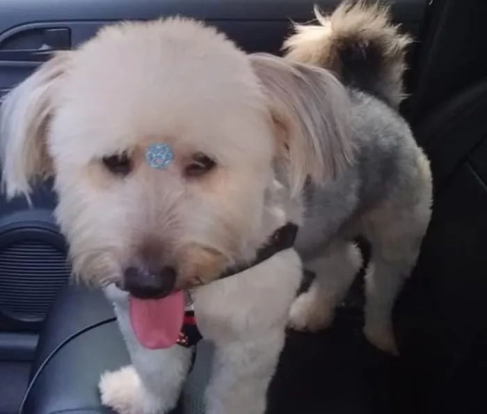 Cachorro ra a Misturado idade 3 anos nome Otho
