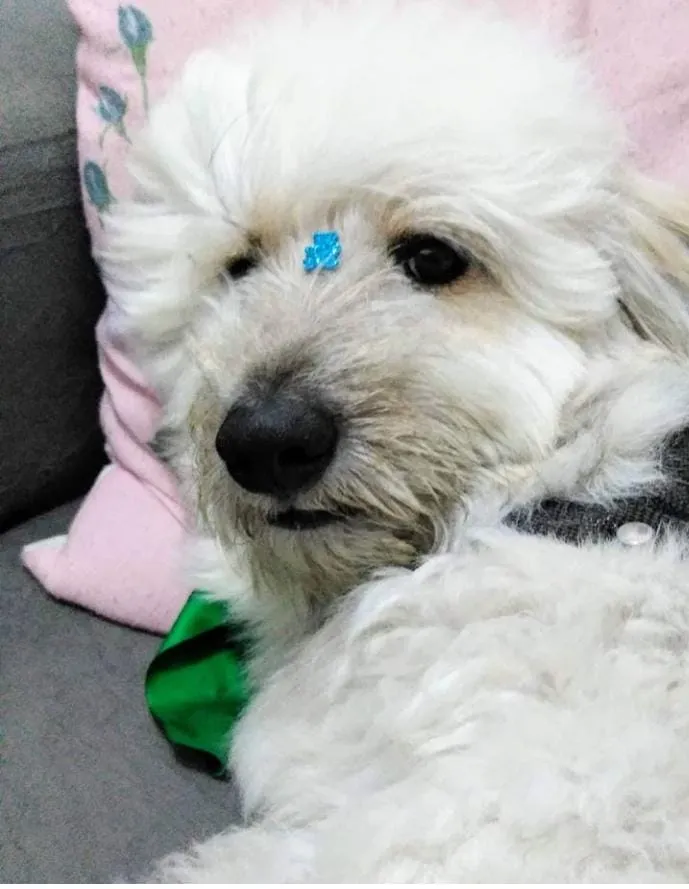 Cachorro ra a Misturado idade 3 anos nome Otho