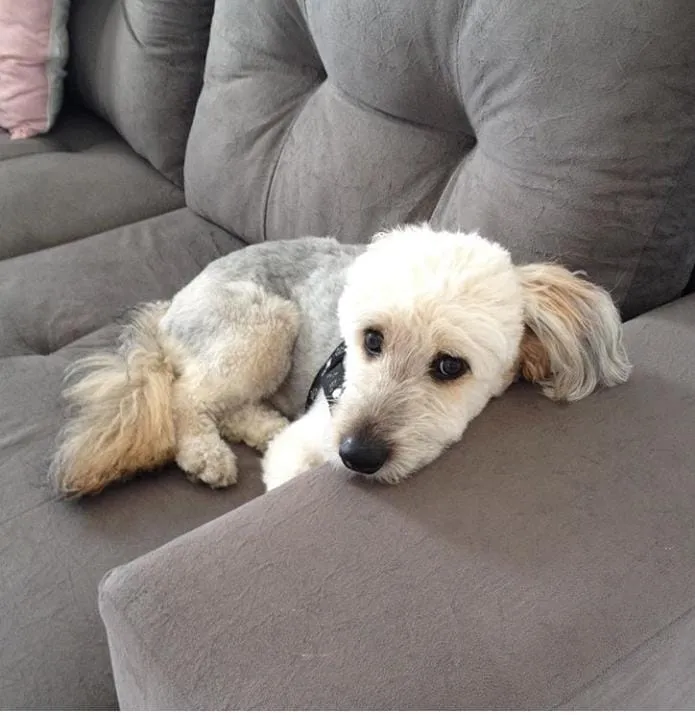 Cachorro ra a Misturado idade 3 anos nome Otho