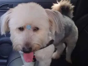 Cachorro raça Misturado idade 3 anos nome Otho