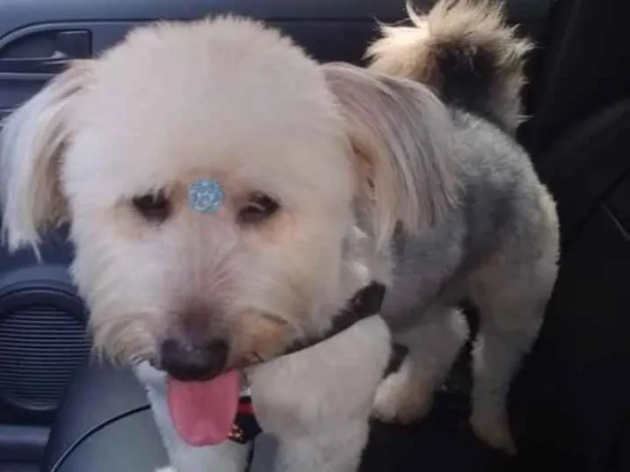 Cachorro ra a Misturado idade 3 anos nome Otho