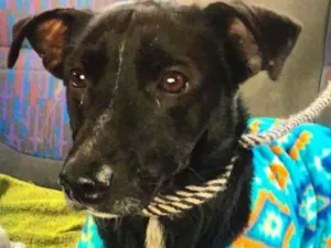 Cachorro raça SRD idade 2 anos nome Deko