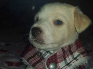 Cachorro raça Srd idade Abaixo de 2 meses nome Ross