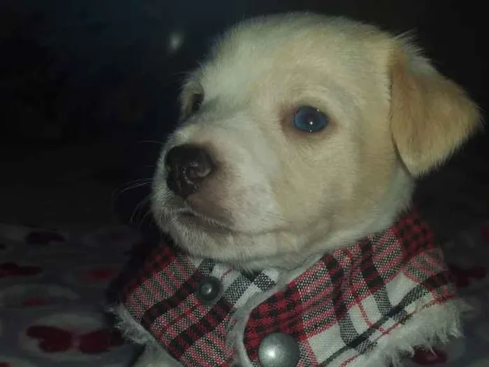 Cachorro ra a Srd idade Abaixo de 2 meses nome Ross