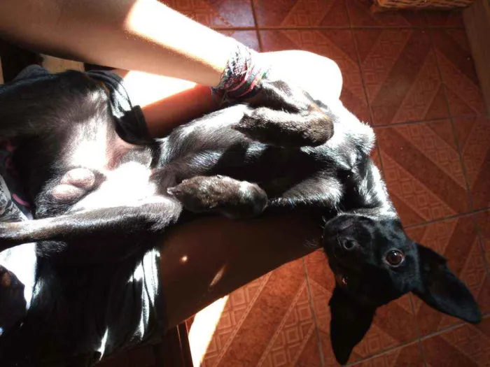 Cachorro ra a vira lata idade 1 ano nome Thor